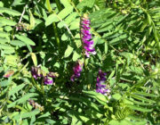 La tecnica del sovescio