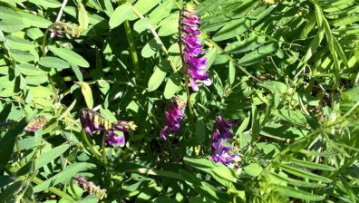 La tecnica del sovescio