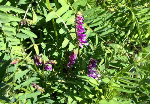 La tecnica del sovescio